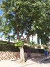Mature tree4